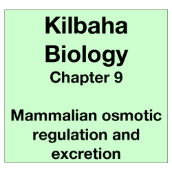 Biology Chapter 9 - Mammalian Osmotic Regulation and Excretion